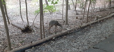 A Buck on The Ride In