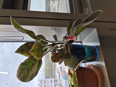 First Bloom: Kohleria