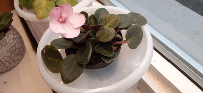 First Bloom: Pinky