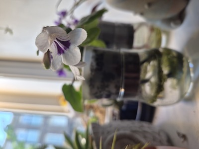 First Bloom: Primolina Deinostigma