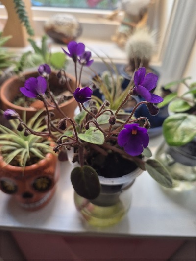 First Bloom: Vallarta Campanas Moradas