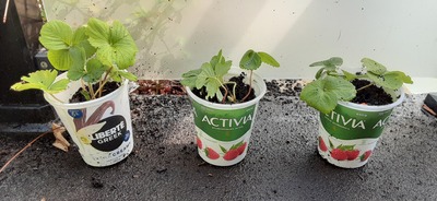 Re-Potted Some Strarberry Trailers