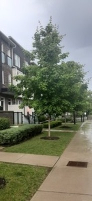 Reply: tell me about your favorite tree