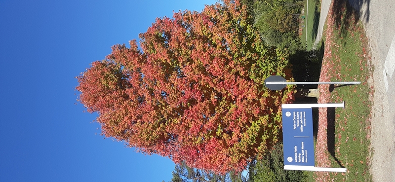 Parker's favourite tree.