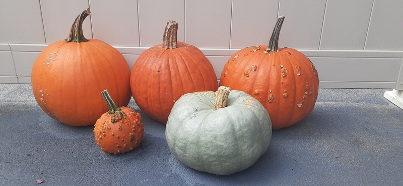 five pumpkins