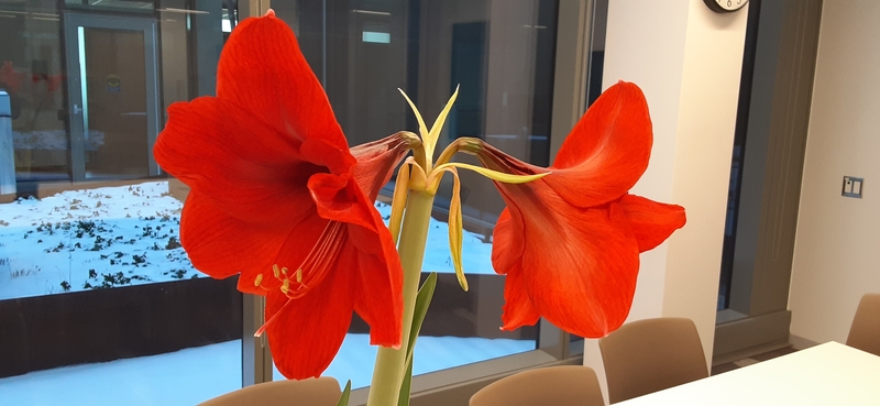 A close-up shot of a red flowering amaryllis.